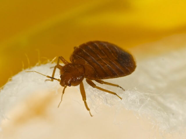 Bed Bug Traps